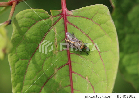 Kisujiab staying on the leaves 90408992