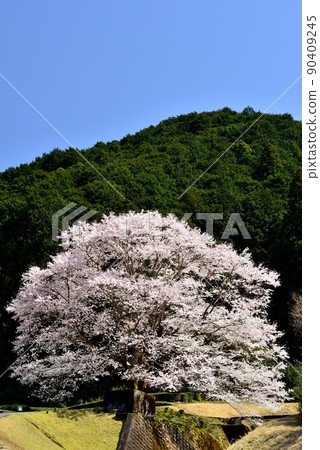 Tea plantations and light ink cherry blossoms in the Takehara area Tea plantations and light ink cherry blossoms in the Takehara area 90409245