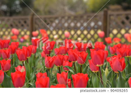 盛開的鬱金香 90409265