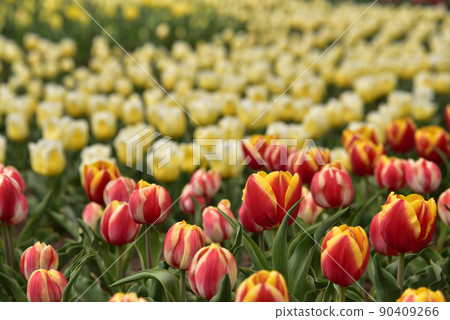 鬱金香盛開 鬱金香盛開 90409266