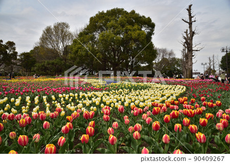 Colorful tulips 90409267