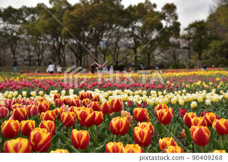 多彩鬱金香 多彩鬱金香 90409268