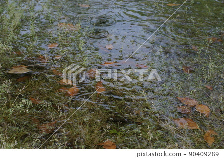 地上積水,落葉,正在下雨 地上積水,落葉,正在下雨 90409289