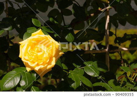 黃玫瑰花園 黃玫瑰花園 90409355