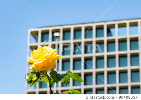 以藍天和建築為背景的黃玫瑰花園 以藍天和建築為背景的黃玫瑰花園 90409357