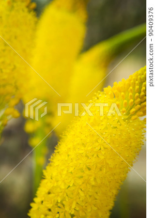 Bourbonella花 Bourbonella花 90409376
