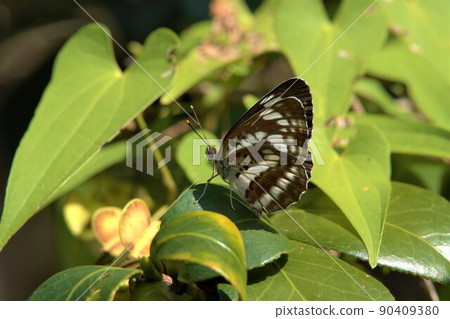 Misuji butterfly 90409380