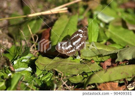 Misuji butterfly 90409381