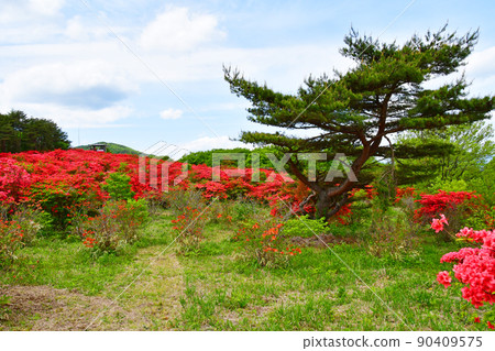 宮城縣氣仙沼市德仙定山杜鵑花名胜山辻 90409575