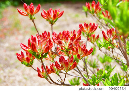 Miyagi Prefecture Kesennuma City Tokusen Jozan Azalea Famous Place Yamatsutsuji Miyagi Prefecture Kesennuma City Tokusen Jozan Azalea Famous Place Yamatsutsuji 90409584