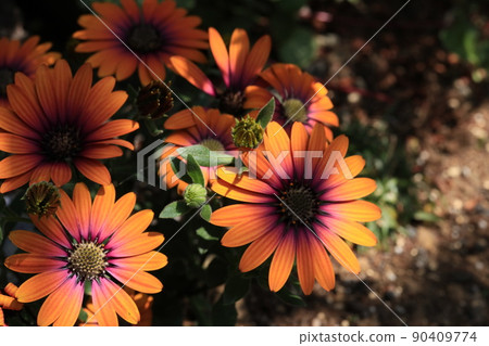 橙色 Osteospermum 花 90409774