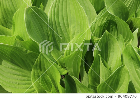 Hosta green leaves 90409776