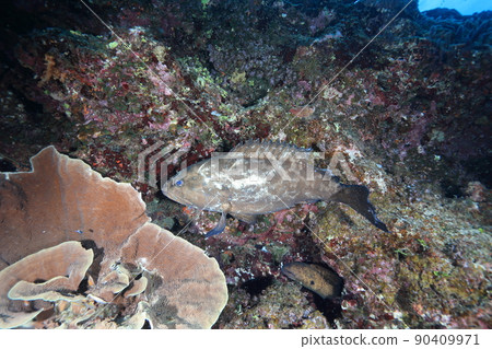 Large grouper 90409971
