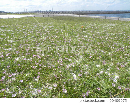 Inage Beach Bindweed Bindweed in the Haruhirugao Field of the Revival Project 90409975