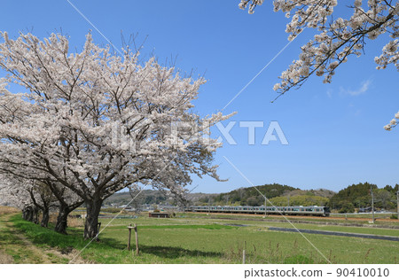 225 series train running near Sanda of cherry blossoms 225 series train running near Sanda of cherry blossoms 90410010