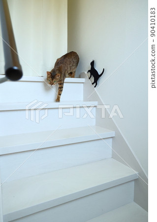 孟加拉，一張天真無邪的臉，印著非常漂亮的豹紋 90410183