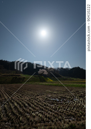 Ozawa's cherry blossoms illuminated by moonlight Spring scenery 90410222