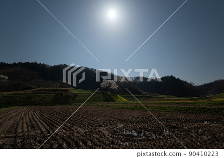 Ozawa's cherry blossoms illuminated by moonlight Spring scenery 90410223