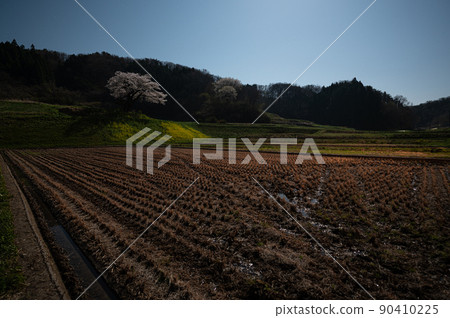Ozawa's cherry blossoms illuminated by moonlight Spring scenery 90410225