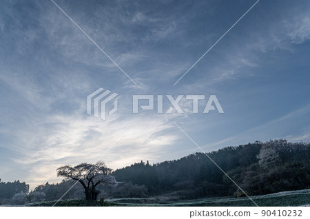 Early morning sky with cirrus clouds and cherry blossoms in Ozawa Spring scenery 90410232