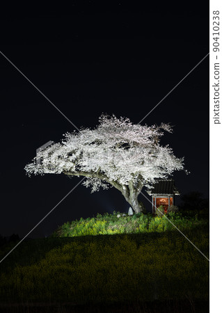 Ozawa's cherry blossoms lit up spring scenery 90410238
