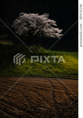 Ozawa's cherry blossoms illuminated by moonlight Spring scenery 90410246