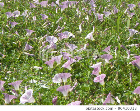 Inage Beach Bindweed Bindweed in the Haruhirugao Field of the Revival Project 90410318