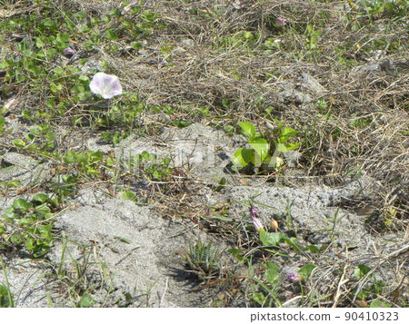 Inage Beach Bindweed Bindweed in the Haruhirugao Field of the Revival Project Inage Beach Bindweed Bindweed in the Haruhirugao Field of the Revival Project 90410323