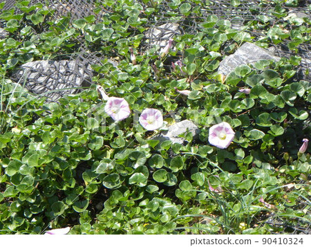 Kemigawa beach sandy beach daytime pink flowers 90410324