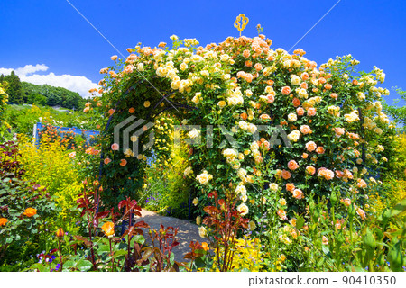 Rose arch in full bloom 90410350