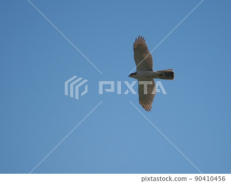 Goshawk flying in the sky 90410456