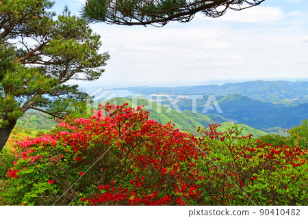Miyagi Prefecture Kesennuma City Tokusen Jozan Azalea Famous Place Yamatsutsuji Miyagi Prefecture Kesennuma City Tokusen Jozan Azalea Famous Place Yamatsutsuji 90410482