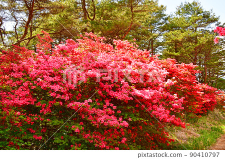 Miyagi Prefecture Kesennuma City Tokusen Jozan Azalea Famous Place Yamatsutsuji 90410797