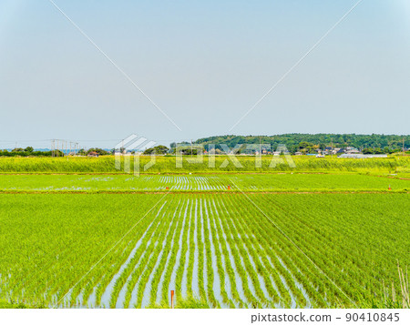Original scenery of Japan: A refreshing rice field in early summer after rice planting 90410845