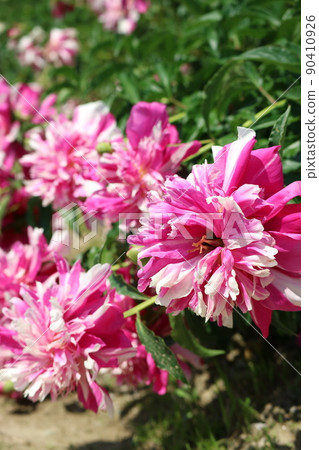 Peony full bloom 90410926