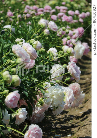 Peony full bloom 90410927