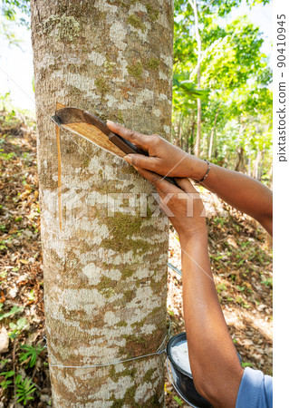 Gardener Woman cutting Tapped rubber tree with knife in the morning Phuket Thailand 90410945