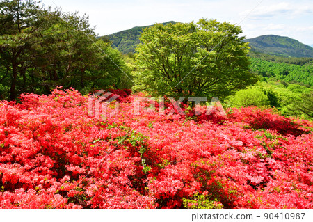 宮城縣氣仙沼市德仙定山杜鵑花名胜山辻 90410987