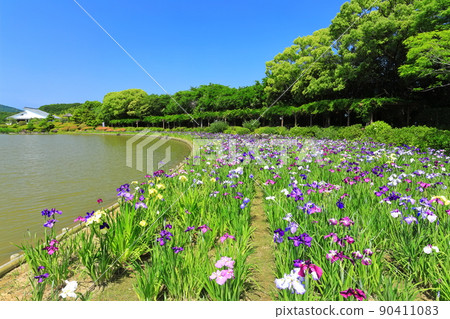 [愛媛縣]好天氣的南樂園鳶尾花節 90411083