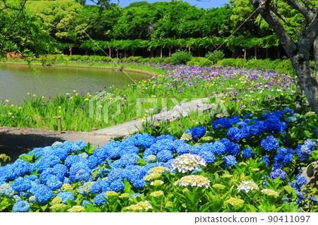 [愛媛縣] 晴天時南樂園的繡球花 90411097