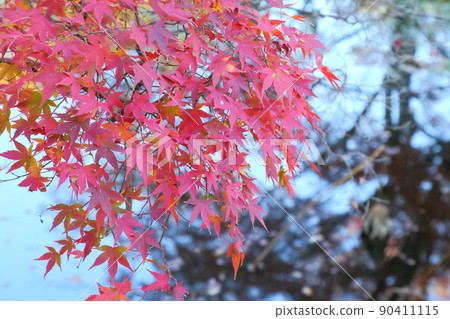 Kuanji秋葉 90411115