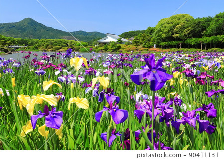 [Ehime Prefecture] Nanrakuen Garden Iris Festival in fine weather 90411131