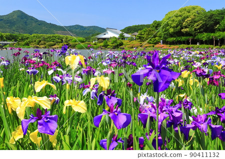 [愛媛縣]好天氣的南樂園鳶尾花節 90411132