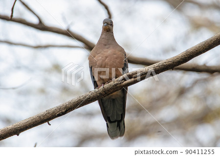 斑鳩呆在樹枝上 斑鳩呆在樹枝上 90411255