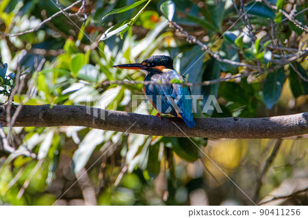 翠鳥住在樹枝上 翠鳥住在樹枝上 90411256
