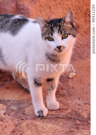 Morocco cute cat Morocco cute cat 90411284