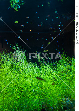 Neon Tetra Penguins Tetra White Pristella Otocinclus Black Phantom Tetra 90411316