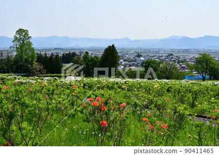 Yamagata Prefecture Sagae City Sagae Park Azalea Garden Flower Festival Azalea 90411465