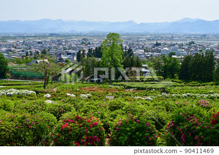 Yamagata Prefecture Sagae City Sagae Park Azalea Garden Flower Festival Azalea 90411469
