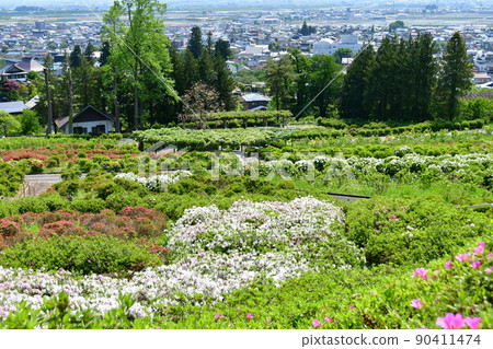 山形縣 佐賀市 佐賀公園 杜鵑花 花卉節 杜鵑花 90411474
